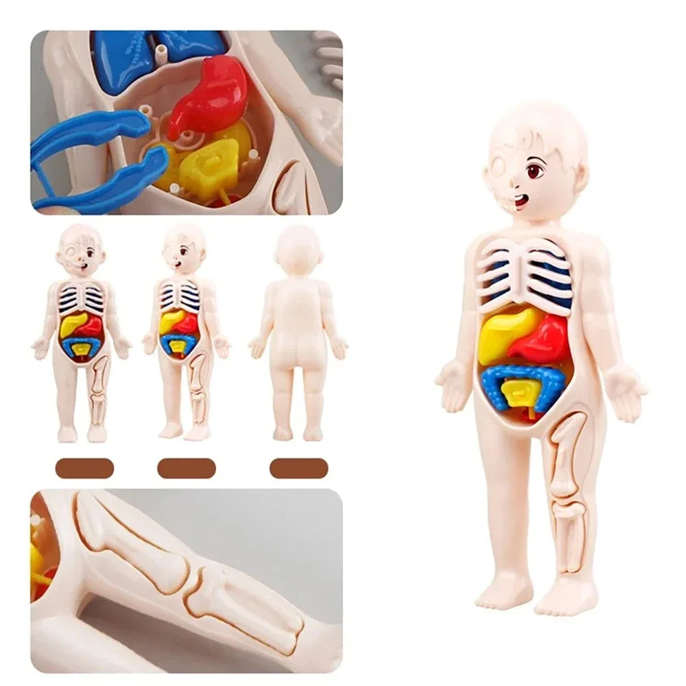 Human Body Organ Anatomy Model