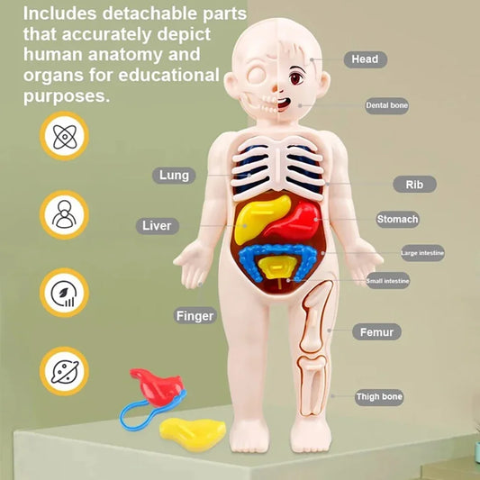 Human Body Organ Anatomy Model