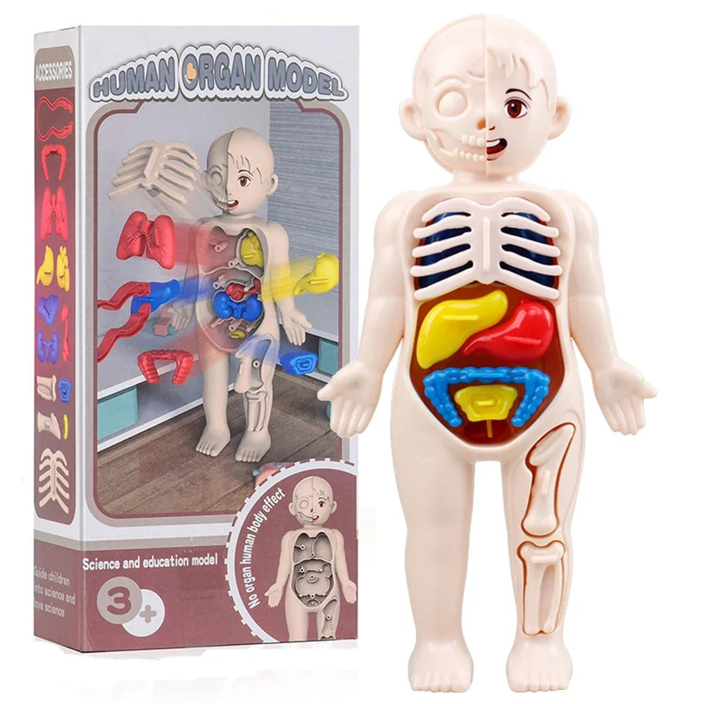 Human Body Organ Anatomy Model